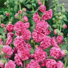 Vrtni sljez, pink 1
