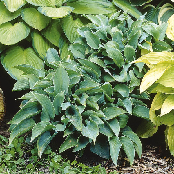 Hosta "Halycon"