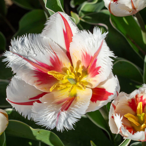 Tulipan Salsa (8)