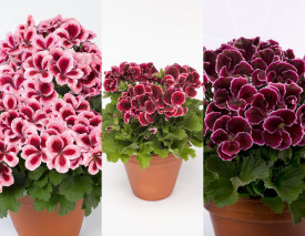 Odlična ponuda! 3 Aristo pelargonije