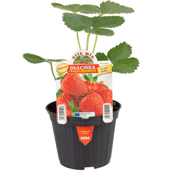 Stalnorađajuća jagoda ‘Dulcinea’