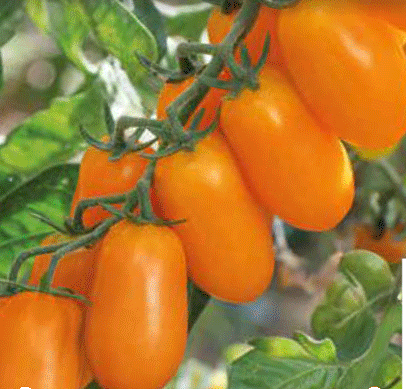 Žuta koktelrajčica (2)