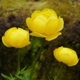 Planinčica "Goldkönigin" (3)