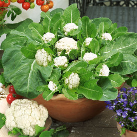 MultiFlora mini karfiol (5 kom.)
