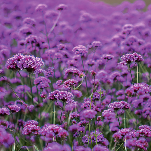 Verbena (3)