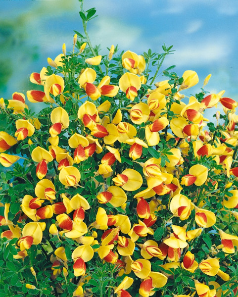 Cytisus 'Dragonfly' (1)
