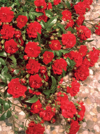 Ruža Matador crvena pokrivačica tla