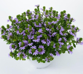 Cvijet lepeza, azurnoplava (3)