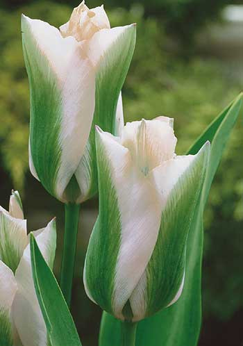 Tulipan Green Spirit (7)