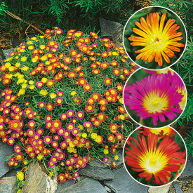 Delosperma 9