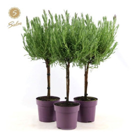 Španjolska lavanda, 12 cm