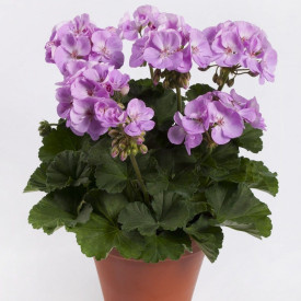 Blue Wonder stojeća pelargonija (3)