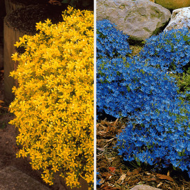 3 Talijanska zvončića i 3 oštra žednjaka