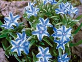Lithodora diffusa Blue Star 