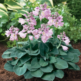 Hosta plavo mišje uho 