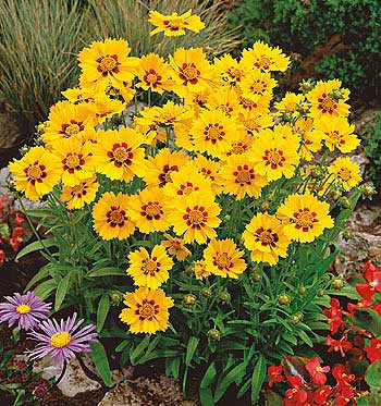 Patuljasto carsko oko (3)