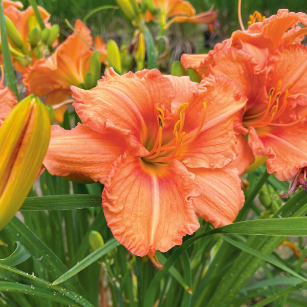 Daylili narančasti (3)