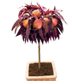 Crimson – crvenolisna patuljasta breskva