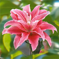 Elodie Azijski Ljiljan (2)