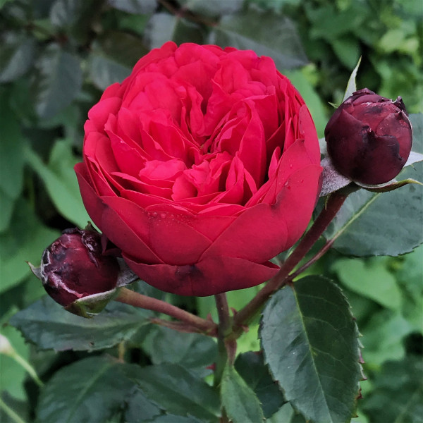 Crvena ruža čajevka Piano u kontejneru