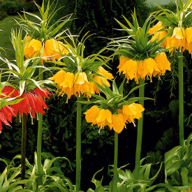 Carska kruna Lutea, žuta, 