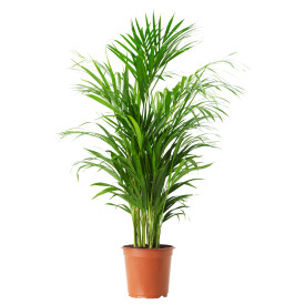 Areca palma, mala