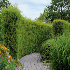 Čempres Leyland (3)