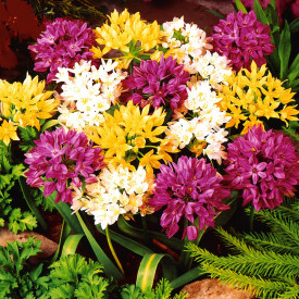 Mix patuljastog ukrasnog luka (25)