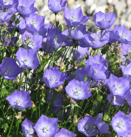 Karpatski zvončić, plavi (3)