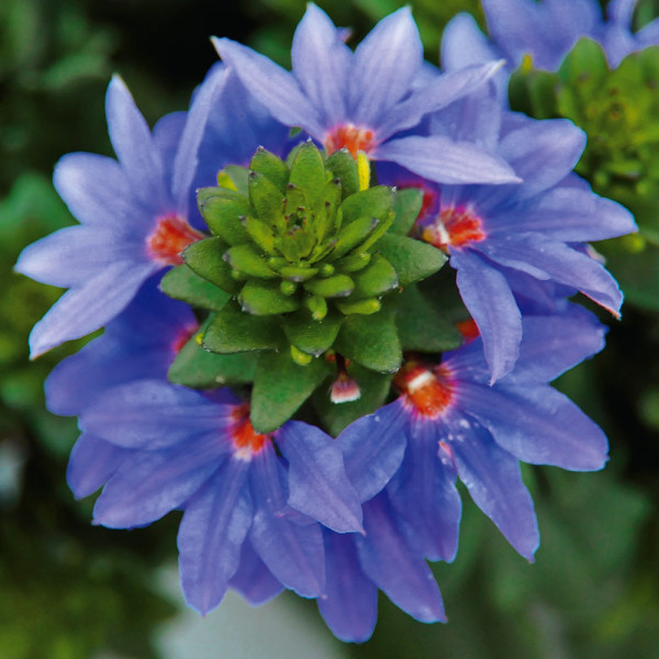 Cvijet lepeza, azurnoplava (3)