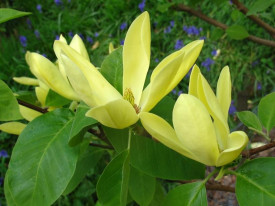 Magnolija Daphne