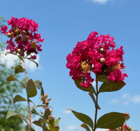Lagerstroemia Petite Red