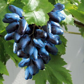 Suvenir plavo grožđe datulja (1)