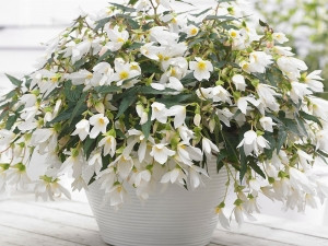 Begonija Beauvilia bijela