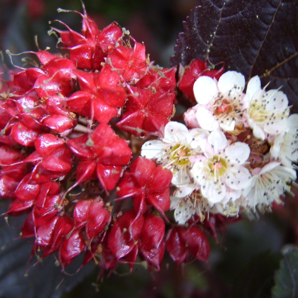 Physocarpus opulifolius ʻMidnightʼ.