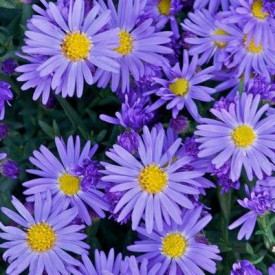 Aster Kassel, plavi