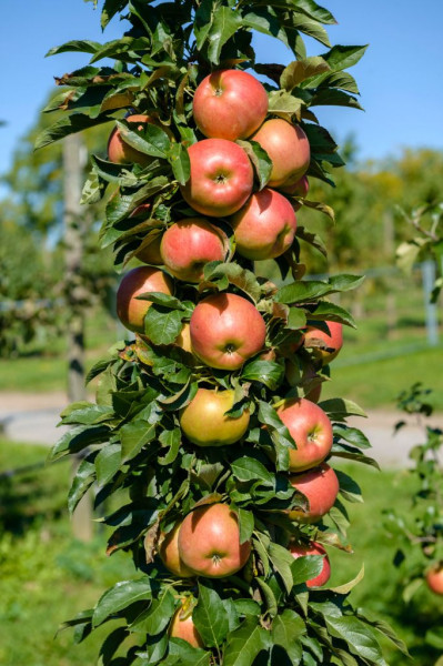 Stupasta jabuka Starcats, 1 god.