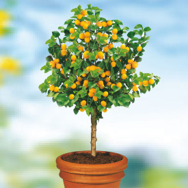 Patuljasta marelica