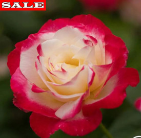 Ruža Nostalgie u kontejneru