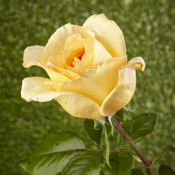 Žuta ruža čajevka Arhur Bell