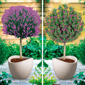 Lavanda i ružmarin na stablu
