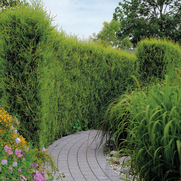 Leyland čempres 80/100 u kontejneru