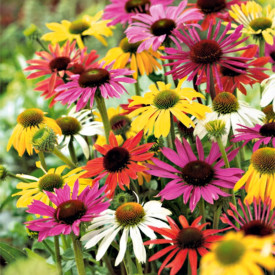 Echinacea miks boja (3)