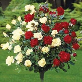 Bicolor ruža stablašica