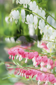 Dicentra 1 bijela+1 ružićasta (srcoliki cvijet)