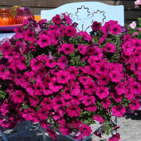 Alpetunija 'Dark Purple'