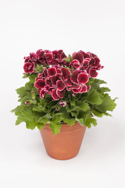 Aristo Red Beauty pelargonija