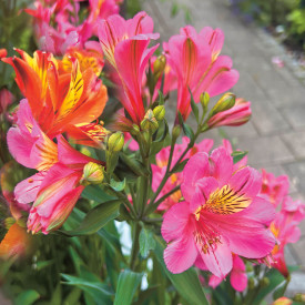 Peruanski ljiljan Summer Rose (1)