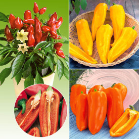 Miks Midi paprike (3)