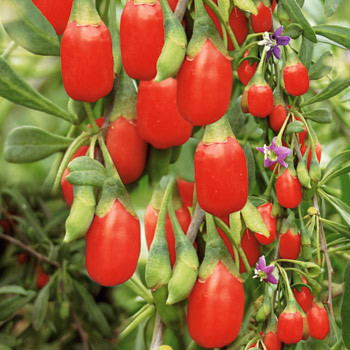 Goji bobice